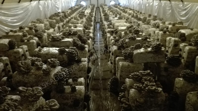 Termés a sorokban (2017)